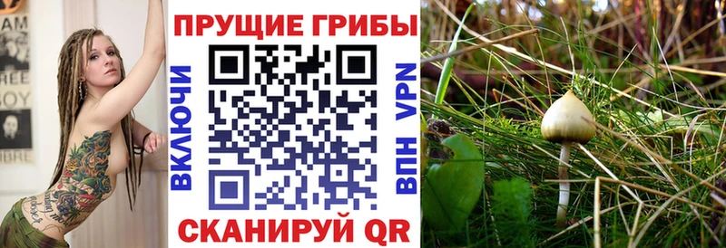 продажа наркотиков  Киренск  shop Telegram  Псилоцибиновые грибы прущие грибы 